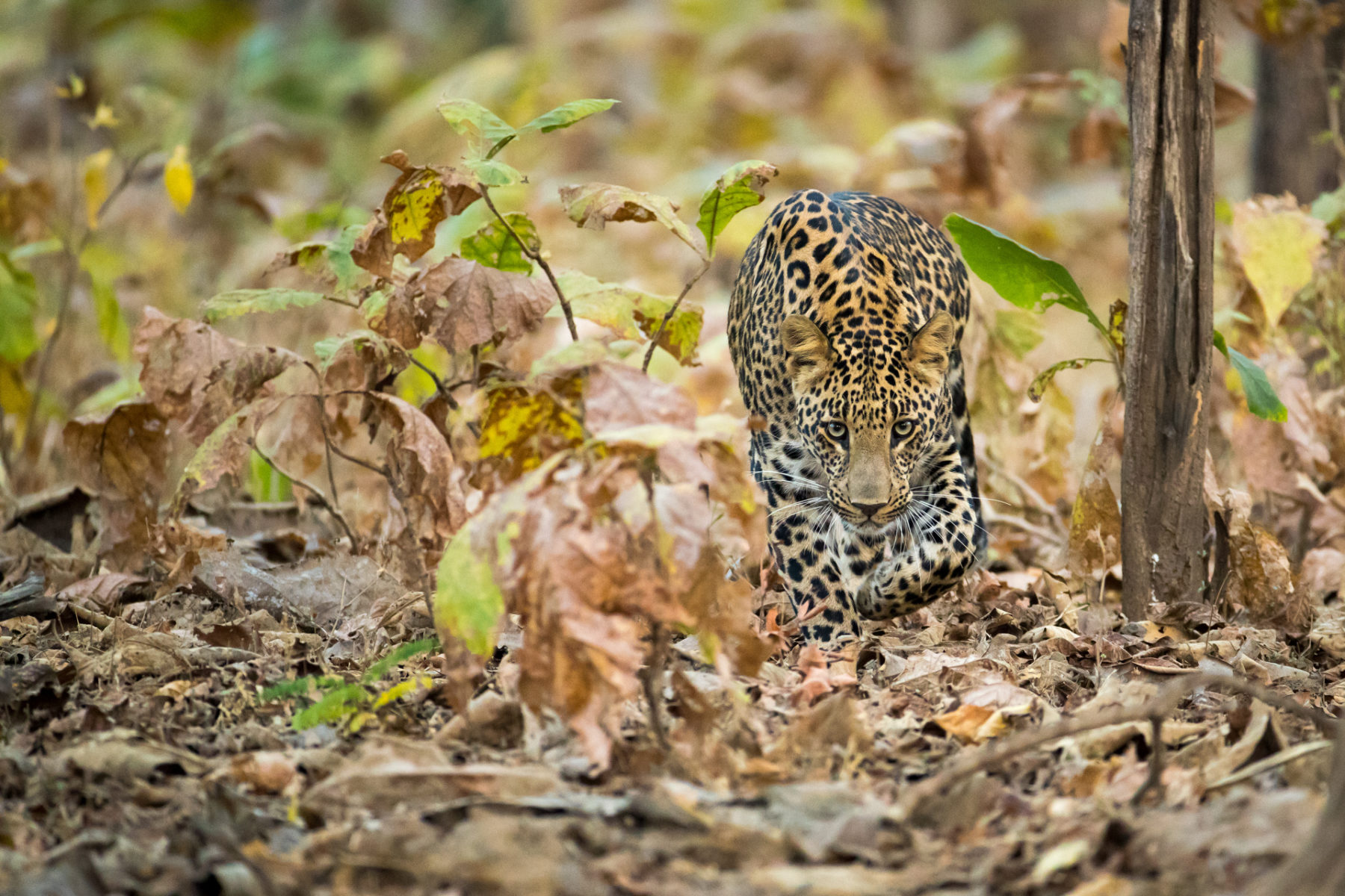 indischer Leopard im Busch